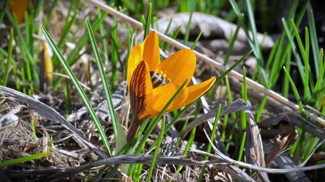 Spring flowering of early Crocus flavus, with honeybees (Apis mellifera) collecting nectar