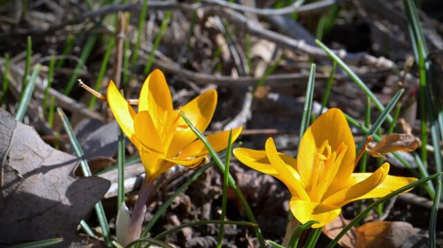 Spring flowering of early Crocus flavus, with honeybees (Apis mellifera) collecting nectar
