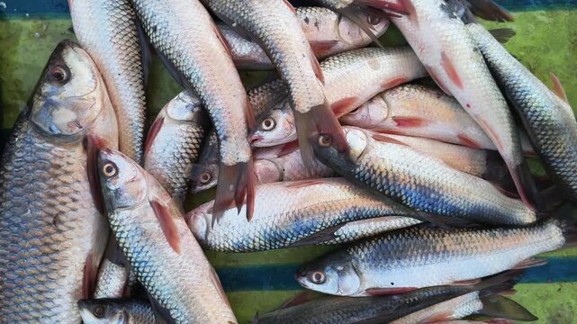 Top View of Fresh Rohu Fish Heap in a Fish Market For Selling