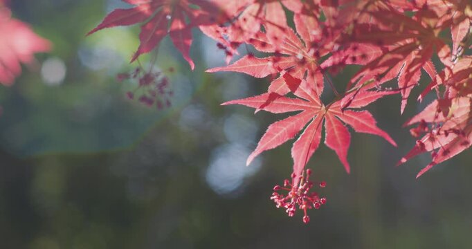 Autumn leaves turning red, blue sky without clouds
