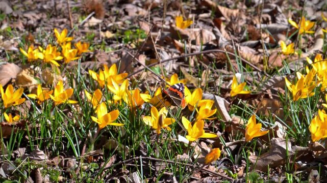 Red Admiral butterfly (Vanessa atalanta) resting on blooming yellow crocuses.