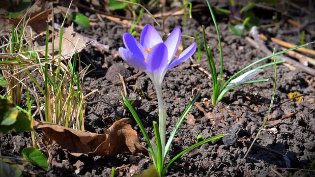 Early spring flowering crocus (Crocus tommasinianus) with delicate light violet flowers
