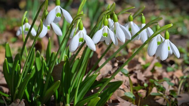Group of early spring flowering snowdrops (Galanthus nivalis)