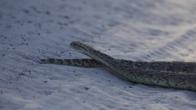 a huge puffadder slithering back into the grass