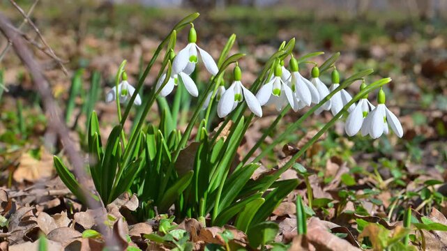 Group of early spring flowering snowdrops (Galanthus nivalis)