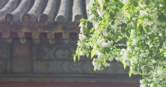 Vitex negundo blossoms in the ancient building garden
