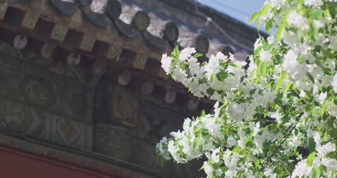 Vitex negundo blossoms in the ancient building garden
