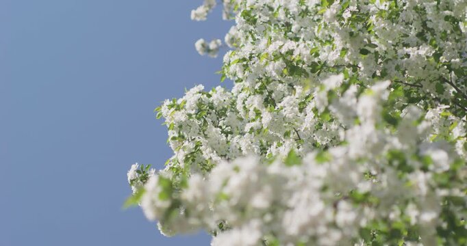 Vitex negundo blossoms in the ancient building garden
