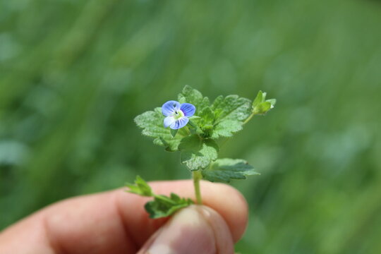 Persian speedwell, Veronica persica or birdeye speedwell