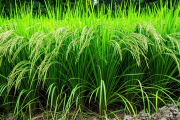 Fototapeta premium Rice field outdoors nature plant.