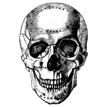 skull on black illustration PNG Transparent
