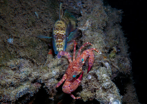 Goat fish and a swimming crab