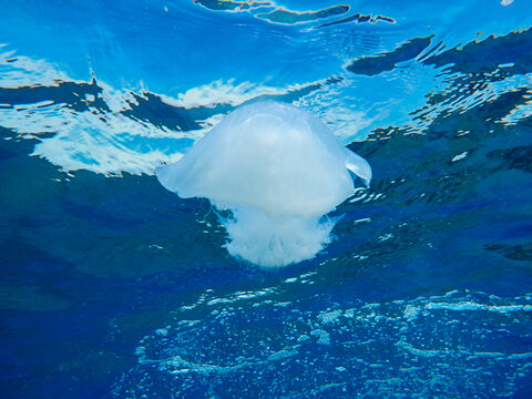 Nomad jellyfish in the Mediterranean Sea