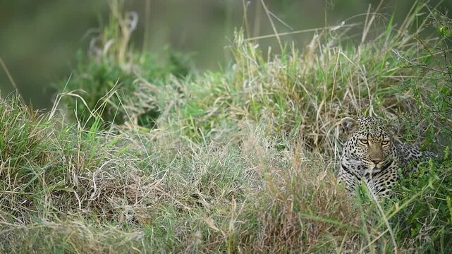 Wild leopard perfectly camouflaged and hidden in the tall golden grass of Maasai Mara National Park, Kenya