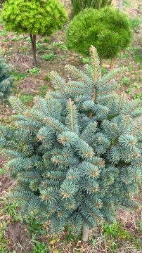 Beautiful landscaped garden featuring a variety of evergreen, decorative trees including blue spruce, sculpted pines, juniperus and ornamental conifers
