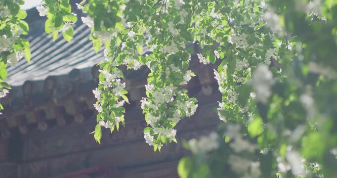 Vitex negundo blossoms in the ancient building garden
