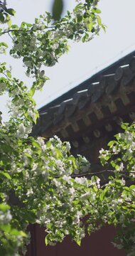 Vitex negundo blossoms in the ancient building garden
