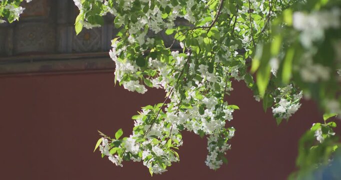 Vitex negundo blossoms in the ancient building garden
