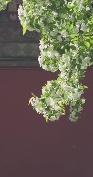 Vitex negundo blossoms in the ancient building garden
