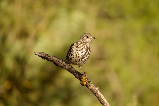 Song thrush with speckled breast perched on a branch in the woods.