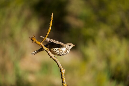 Song thrush balancing on a branch with its wings slightly spread.