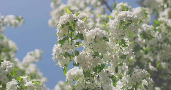 Vitex negundo blossoms in the ancient building garden

