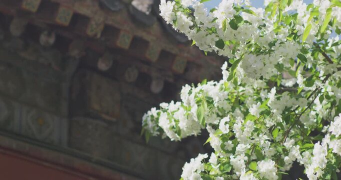 Vitex negundo blossoms in the ancient building garden

