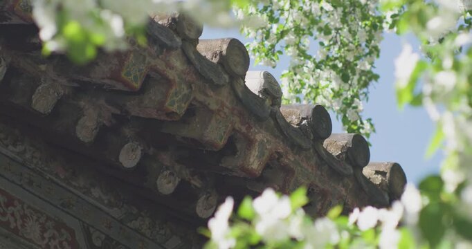 Vitex negundo blossoms in the ancient building garden
