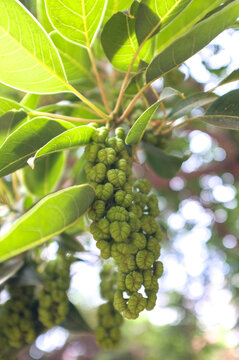 Macro shot of Phytolacca dioica green fruits hanging from a branch with lush leaves. Detailed view of Ombu tree berries in a botanical garden on a sunny summer day. Valencia. Spain.