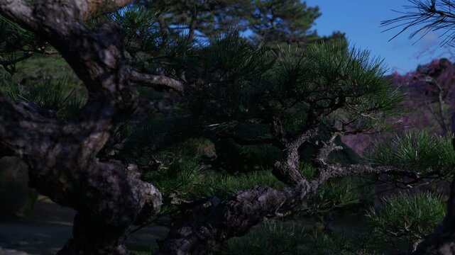 A beautiful tree