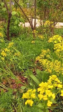 Vibrant yellow Barbarea vulgaris flowers on cloudy summer day with falling snow, unique weather contrast, natural beauty scene.