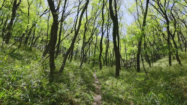 新緑の雑木林とけもの道