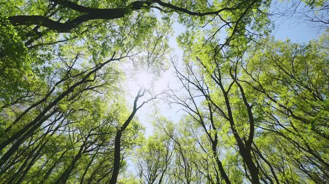 太陽の光が差す新緑の雑木林