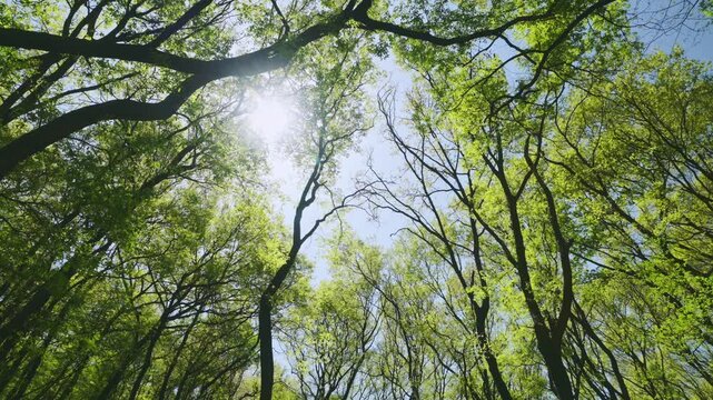 太陽の光が差す新緑の雑木林