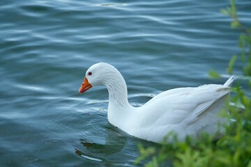 Fototapeta premium Close-up profile of a white domestic goose swimming in blue water.