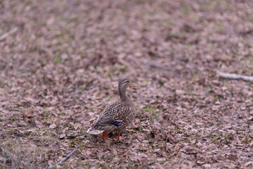 Mallard searching for food in grassland environment. Female mallard navigates grassland terrain actively seeking edibles among fallen foliage and natural landscape © beholdereye