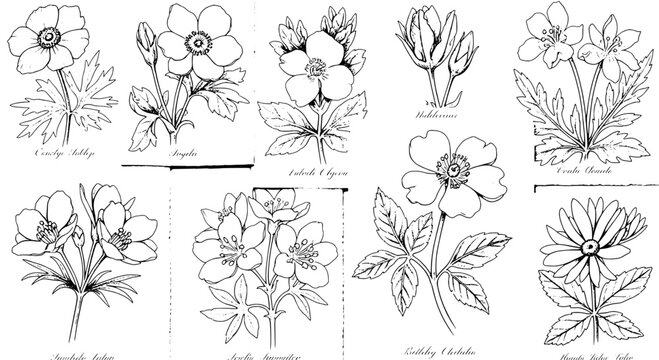 Flower botanical line icons set with delicate petals, stems, and hand sketch labels for vintage style floral graphics