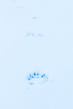 A paw print is in the snow