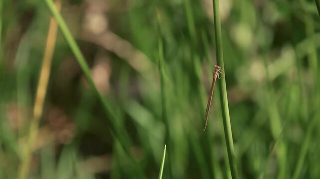 A damselfly resting on a green straw rocked by the wind