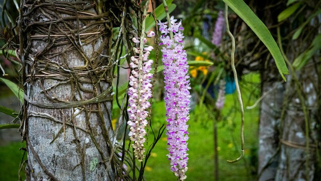 Kapow Phul or Foxtail Orchids of Assam blooming during Spring season 2