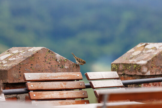 common chaffinch in a park on a bench tower castle