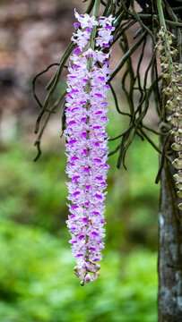 Kapow Phul or Foxtail Orchids of Assam blooming during Spring season 6