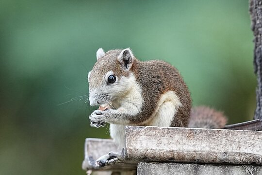 Squirrels live in natural habitats in parks in Thailand.