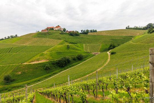 vineyard and castle staufenberg schwarzwald with tower and vine cloudy day clouds germany
