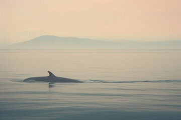 Fototapeta premium Whale ocean outdoors dolphin.