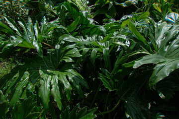Lush Philodendron Selloum Foliage, Tropical Greenery © ahsancreative