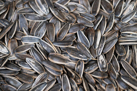 Roasted sunflower seeds factory inspection pile, salted shells under quality control, even roast color, granular salt crystals, productionready batch, clinical lighting