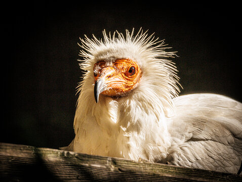 Egyptian Vulture - White Scavenger Bird of Prey Portrait