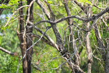 Fototapeta premium Numerous tree branches in a park, a natural habitat in Thailand.