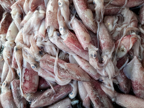 fresh squid piled at seafood market in Pariaman, Indonesia. Raw marine food with soft texture, high protein ingredient, popular seafood for various dishes. close up